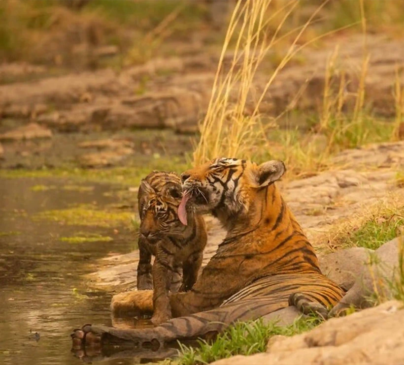 Same Day Ranthambore From Jaipur
