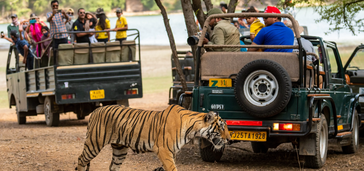Same Day Ranthambore From Jaipur