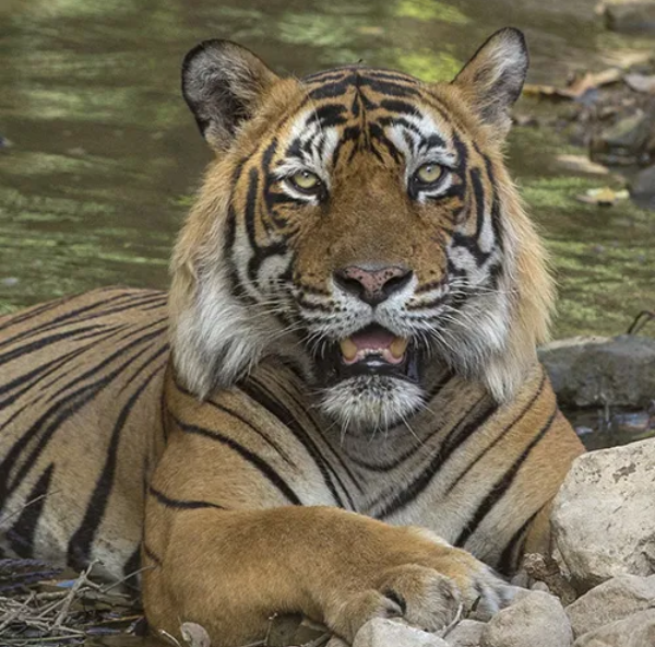 Same Day Ranthambore From Jaipur