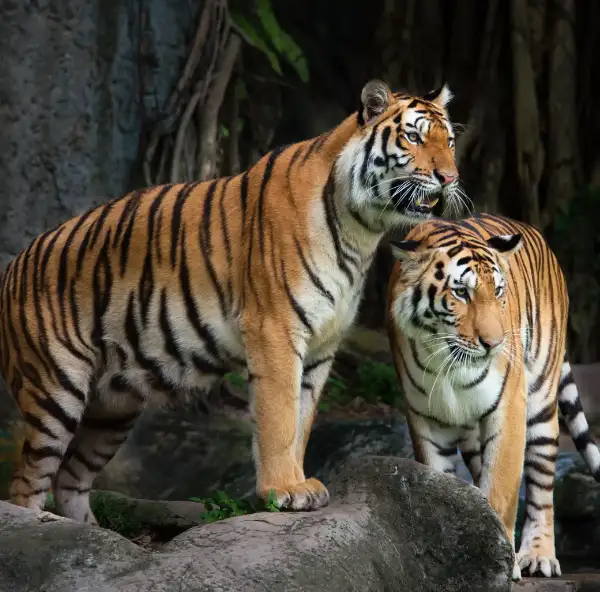 Same Day Ranthambore From Jaipur